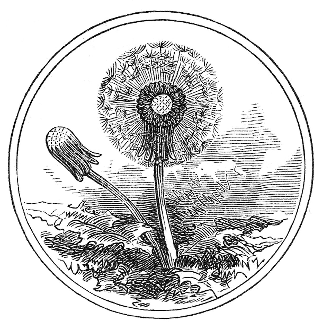 Greens 101: Debonair Dandelion