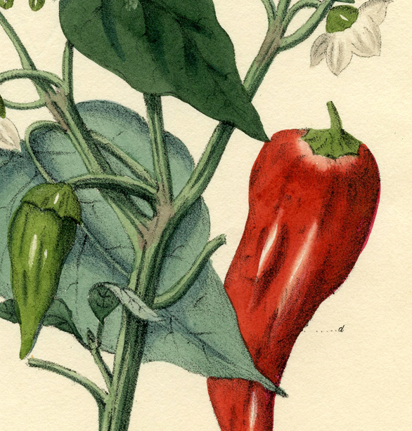 Capsaicin, the Hot Healer in Chili Peppers